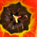macro of a red flower with black center and its stamen