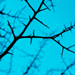 black thorns on blue background