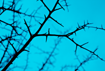 black thorns on blue background