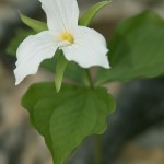 a white trillium